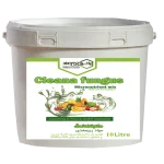 کلینا فانگ نجیبی