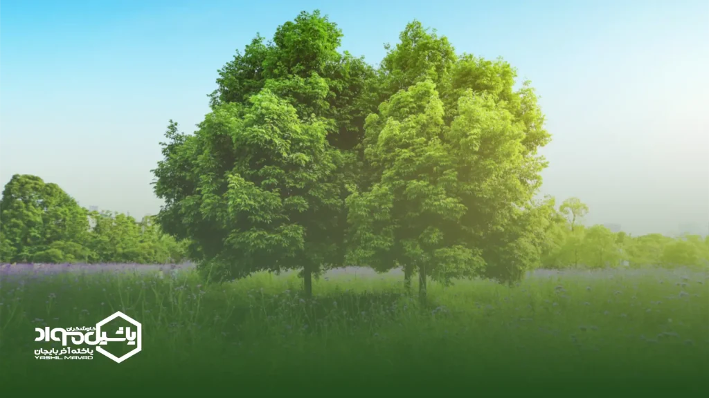 استفاده از کلینا فانگ نجیبی برای افزایش مقاومت درختان
